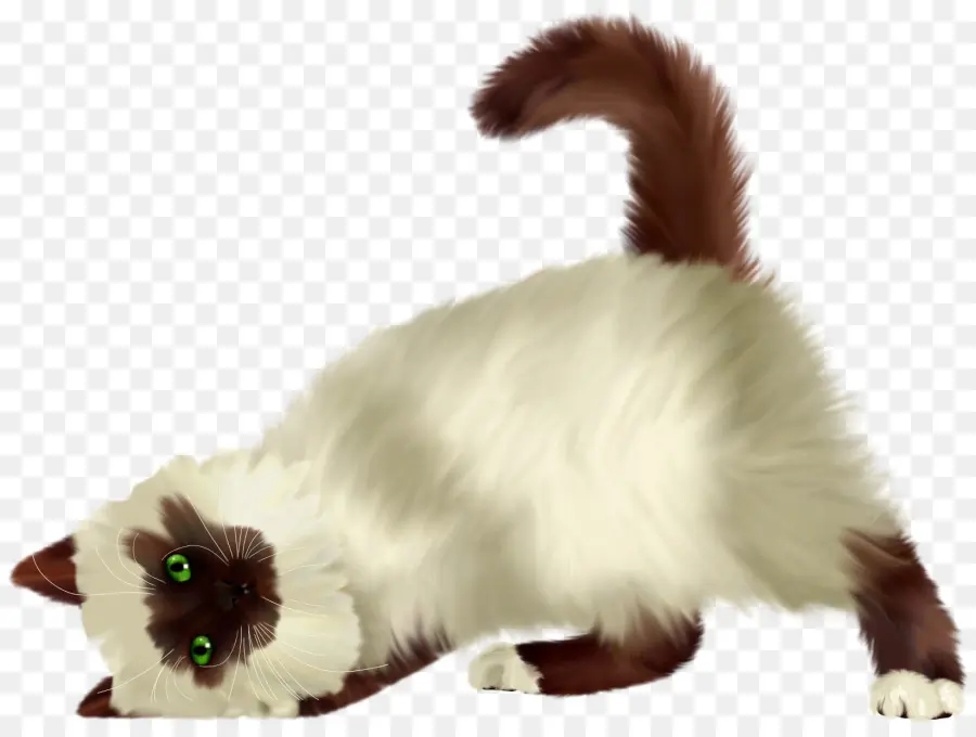 Chat Qui S'étire，Flexible PNG