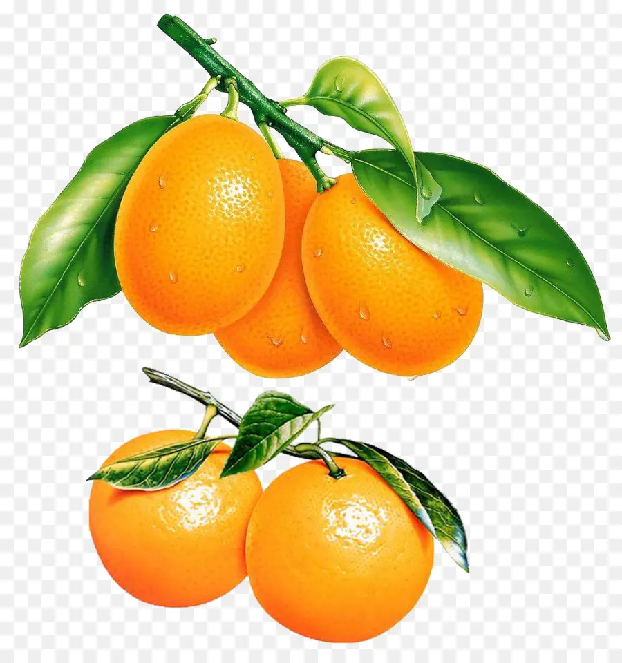 Tangerine，Orange Amère PNG