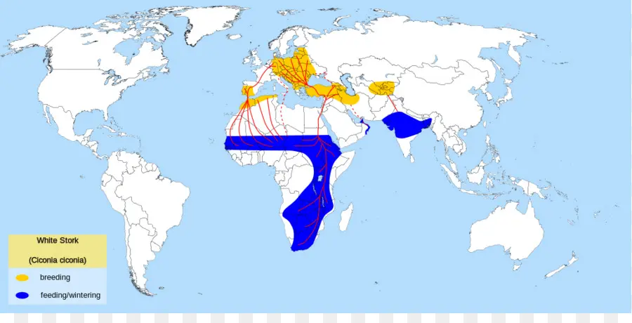 Migration Des Cigognes Blanches，Oiseau PNG