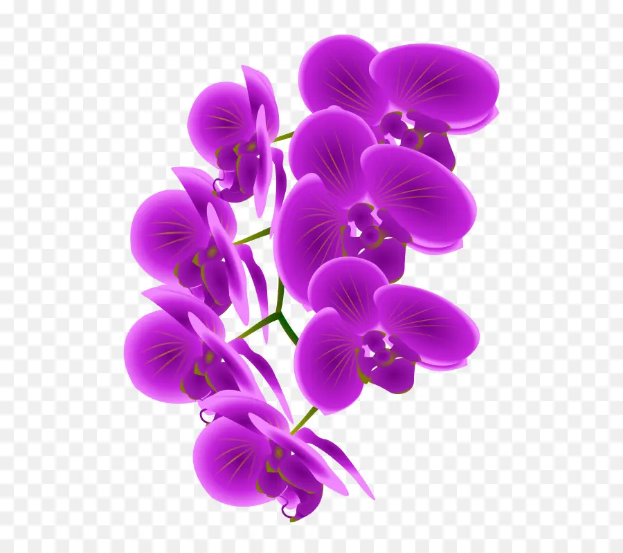 Orchidées，Orchidées Cattleya PNG