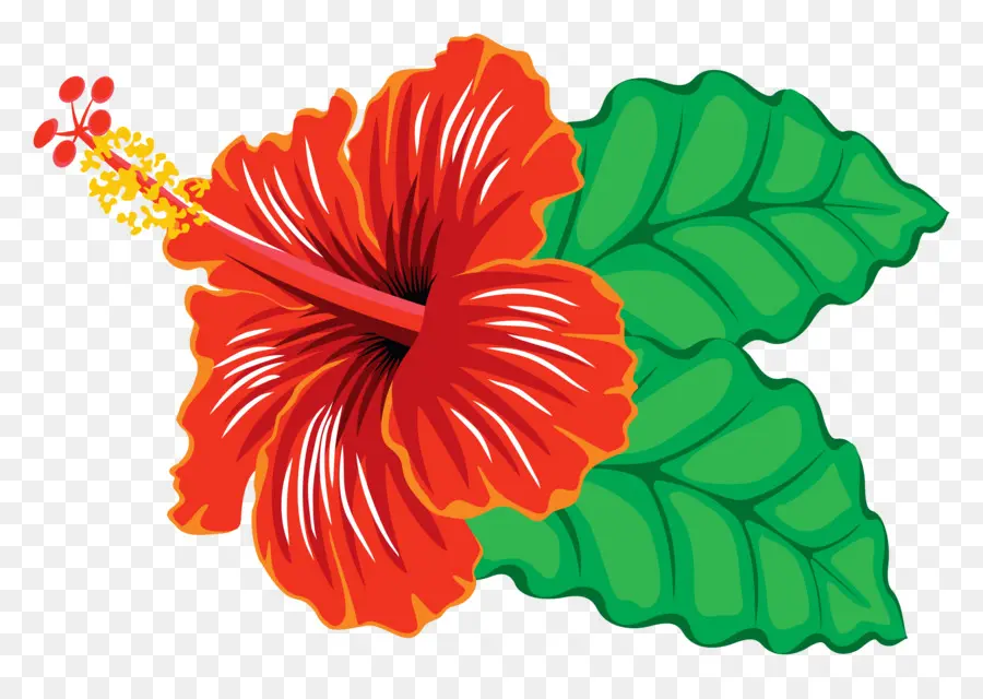 Hibiscus Schizopetalus，Hibiscus Hawaïen PNG