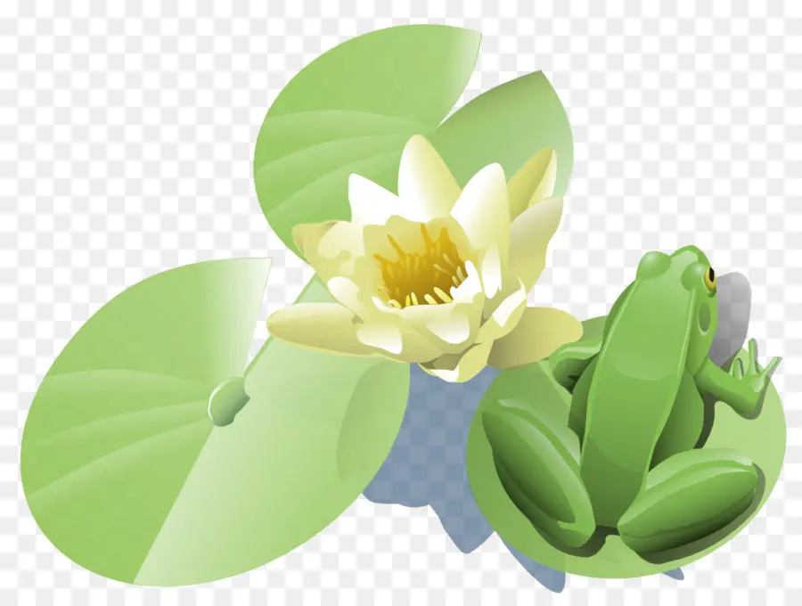 Nénuphar，Contenu Gratuit PNG