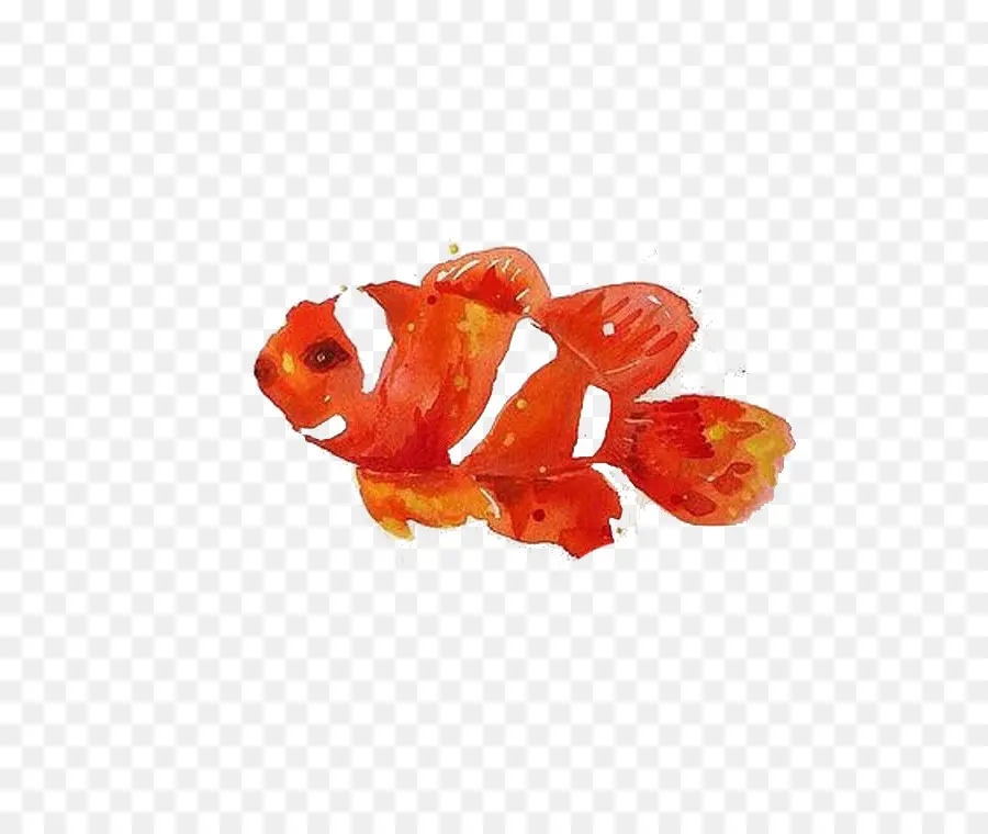 Poisson Clown，Aquatique PNG