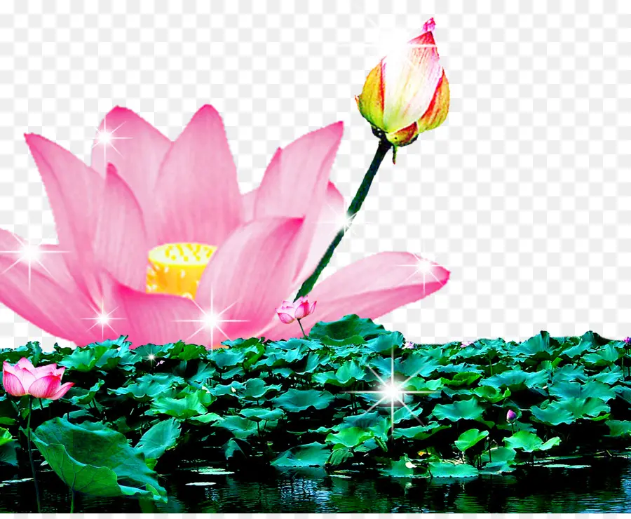 Lotus，Floraison PNG