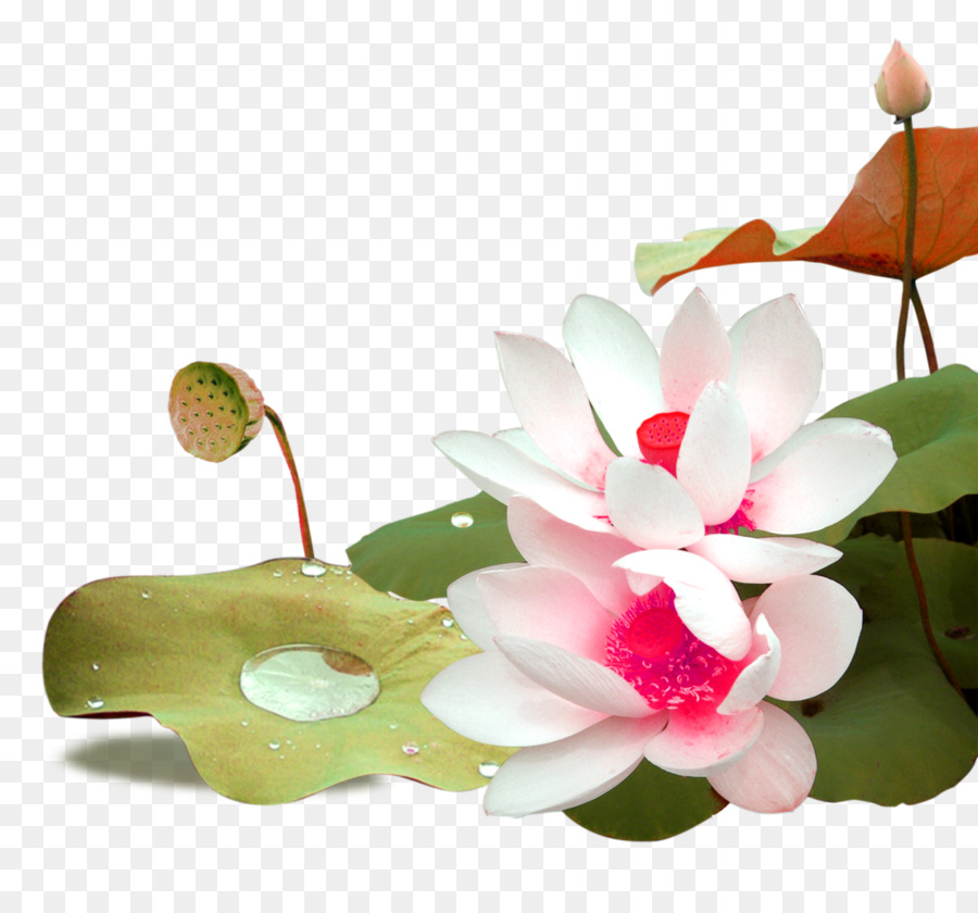 Fleur De Lotus，Eau PNG