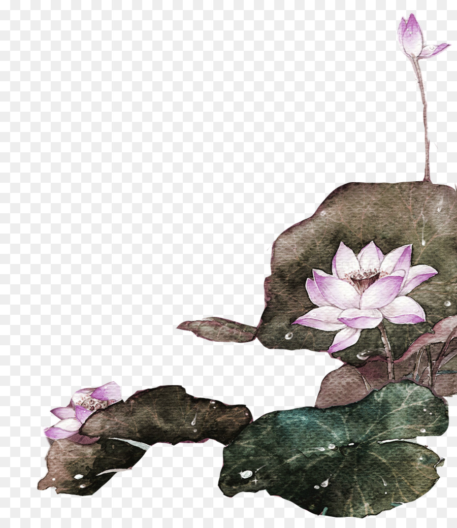 Fleurs De Lotus，Floraison PNG