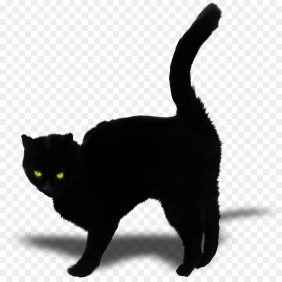 Chat Noir，Fourrure PNG