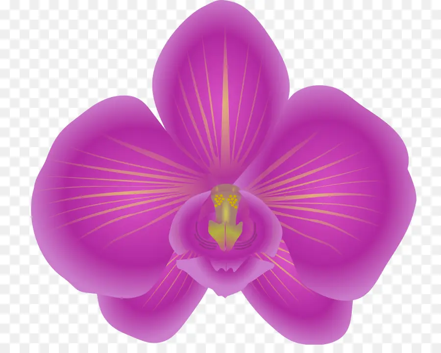 Orchidée Violette，Fleurir PNG