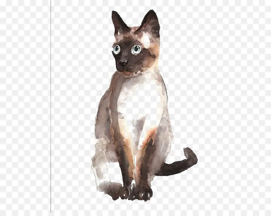 Chat Siamois，Rex Allemand PNG