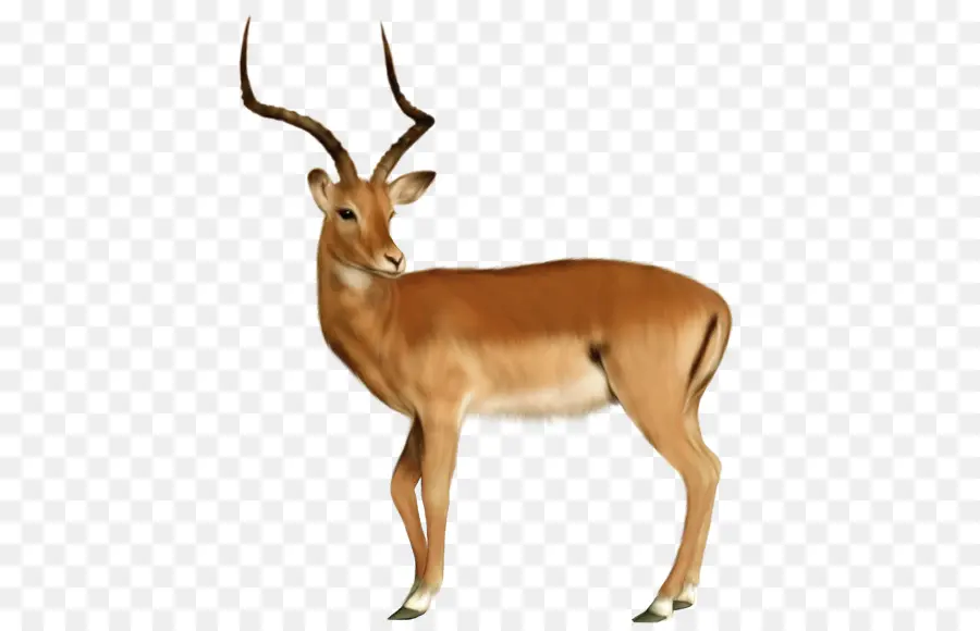 Cerf，Animal PNG