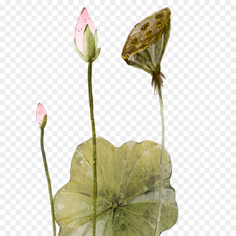 Fleurs De Lotus，Feuilles Vertes PNG