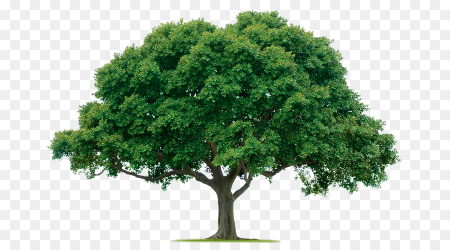 Arbre Vert，Nature PNG