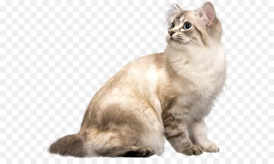 Chat，Félin PNG