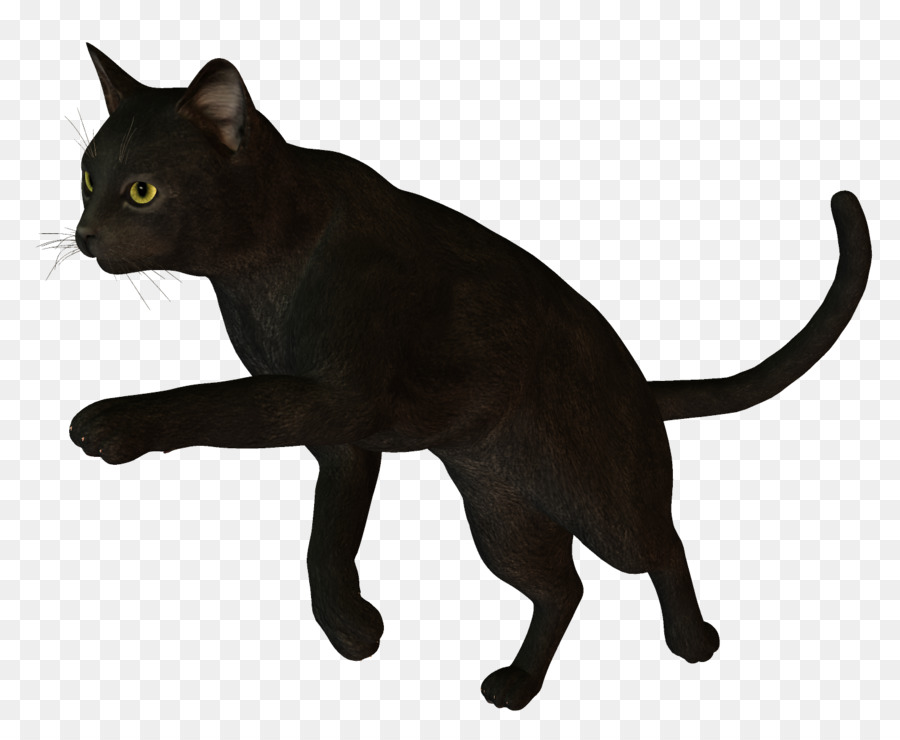 Chat，Animal De Compagnie PNG