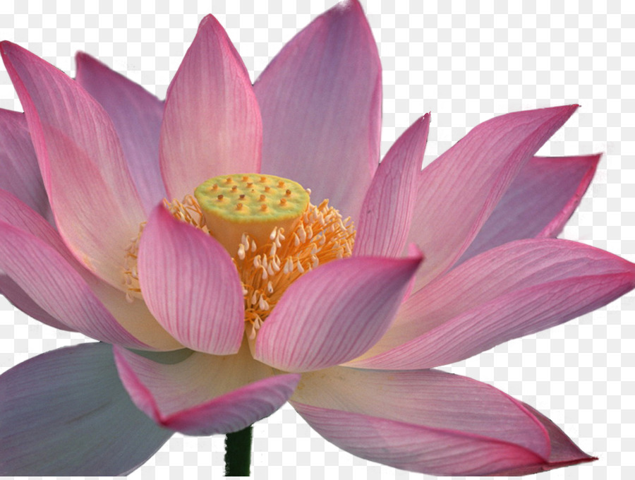 Lotus Rose，Floraison PNG