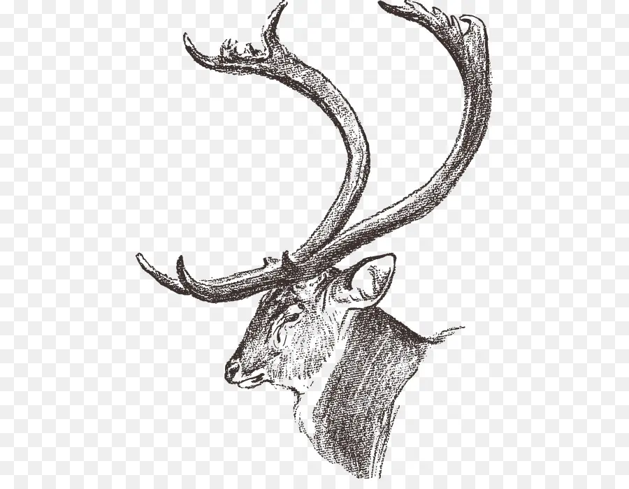 Cerf，Bois PNG