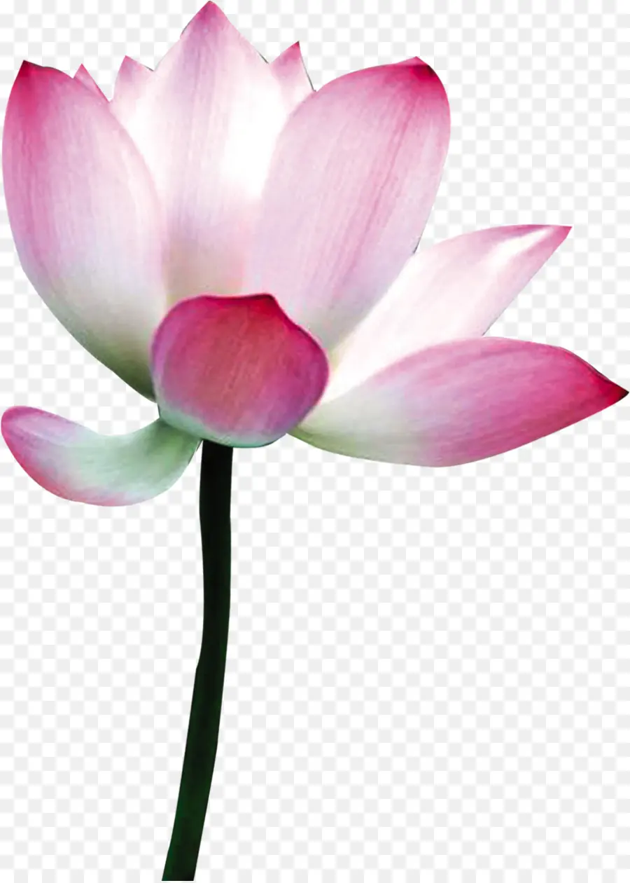 Fleur De Lotus Rose，Fleurir PNG