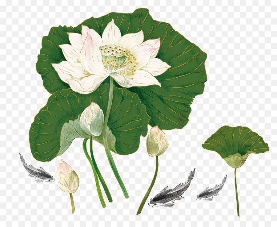 Fleur De Lotus Illustration，Lotus PNG