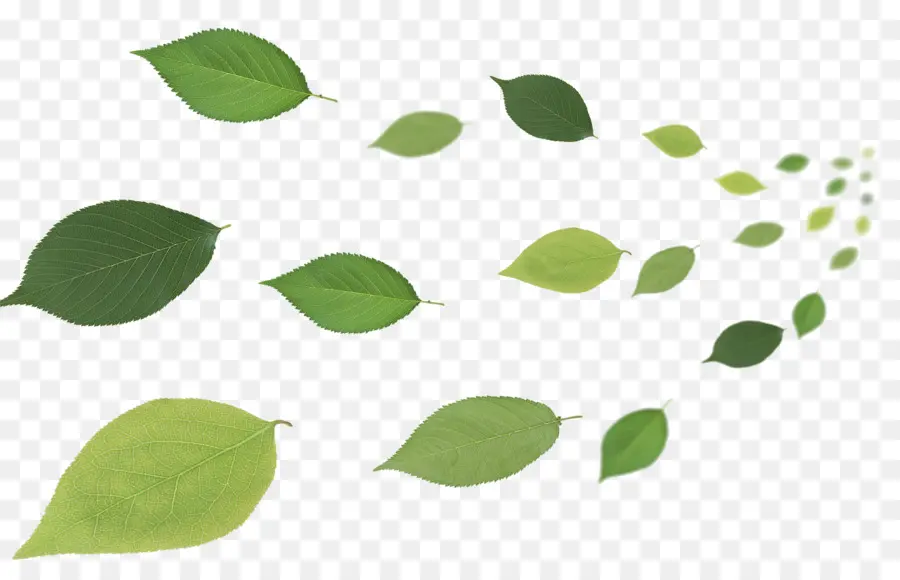 Feuilles Vertes，Feuillage PNG