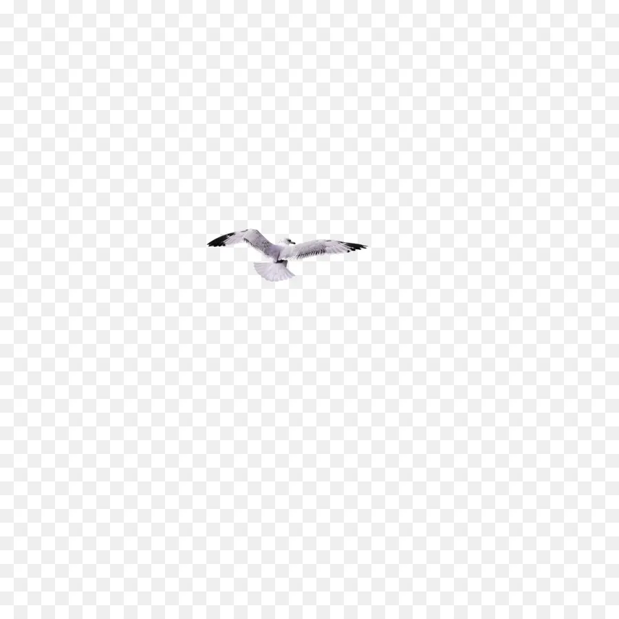 Mouette，Vol PNG