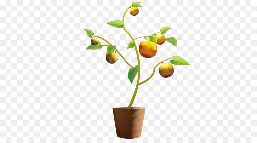 Orange Mandarin，Pot De Fleur PNG