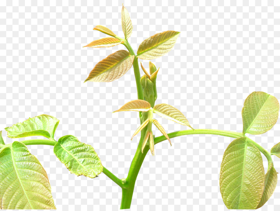 Plante Verte，Feuilles PNG