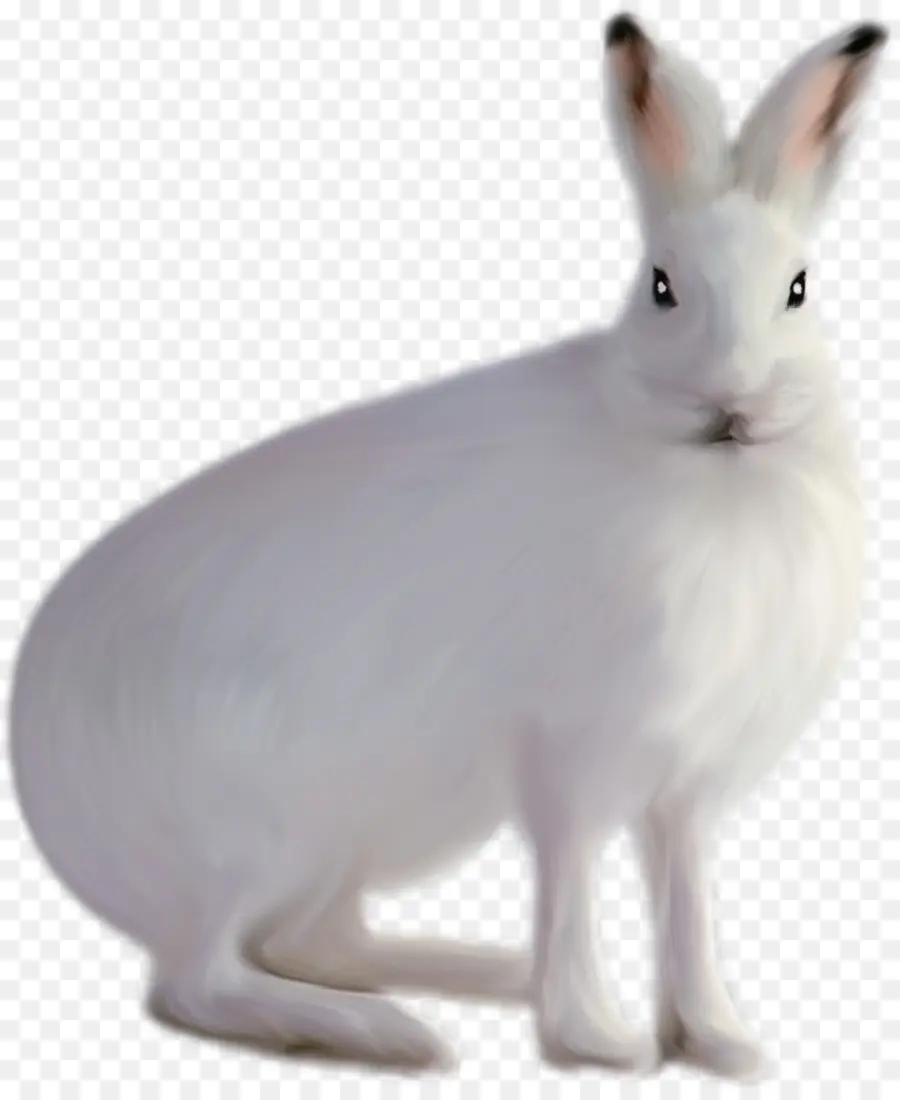 Lièvre Arctique，Lapin PNG