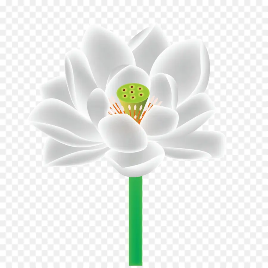 Fleur Blanche，Pétales PNG