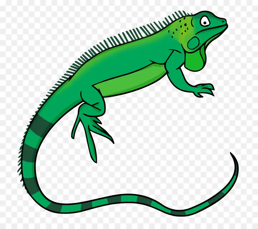 Iguane Vert，Lézard PNG