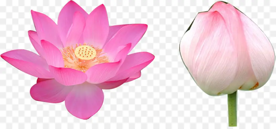 Lotus Rose，Floraison PNG