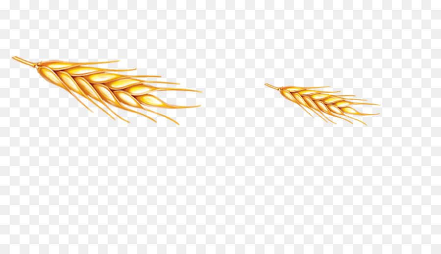 Herbes，Grain PNG