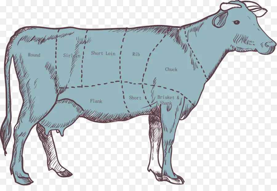 Diagramme De Vache，Coupes De Boeuf PNG