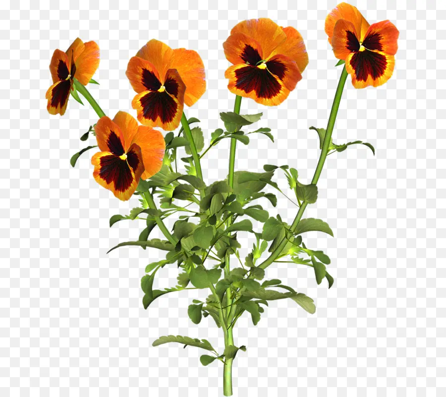 Pensée，Fleur PNG