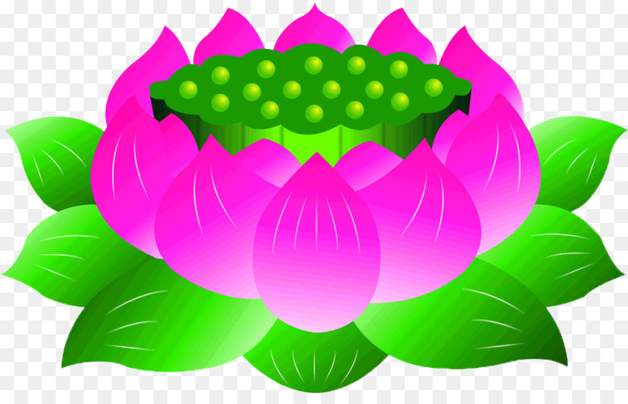 Nelumbo Nucifera，Affiche PNG