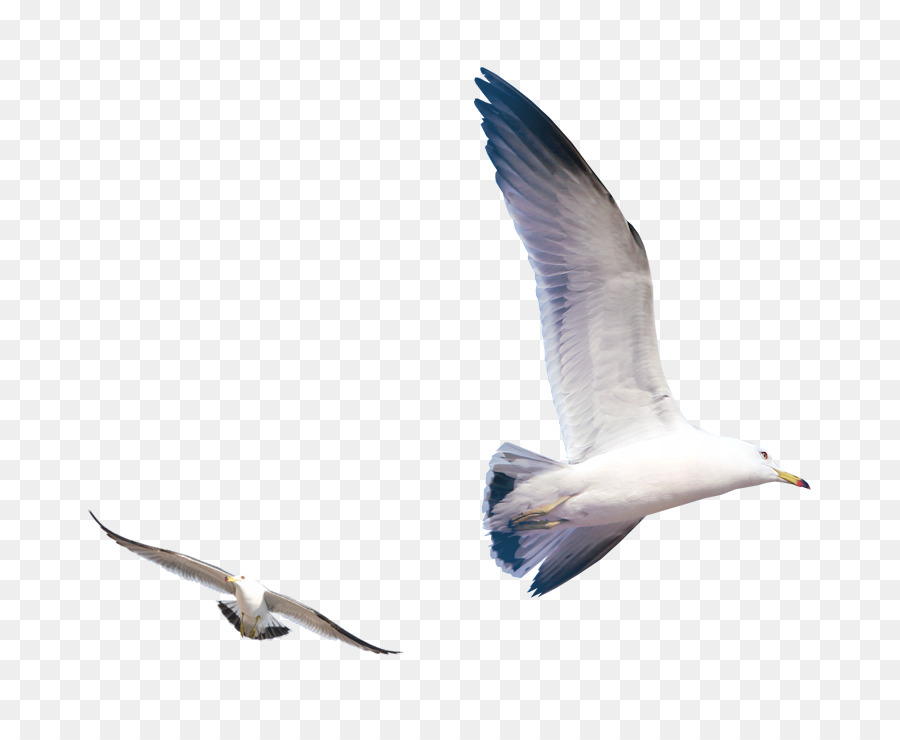 les mouettes oiseau ordinateur icones png les mouettes oiseau ordinateur icones transparentes png gratuit les mouettes oiseau ordinateur icones