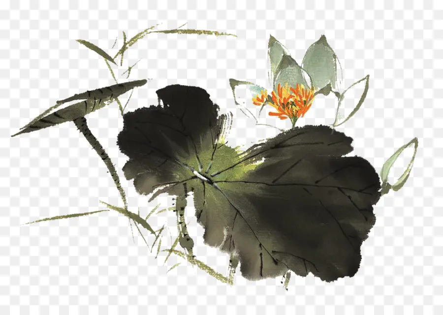 Lotus Aquarelle，Art PNG