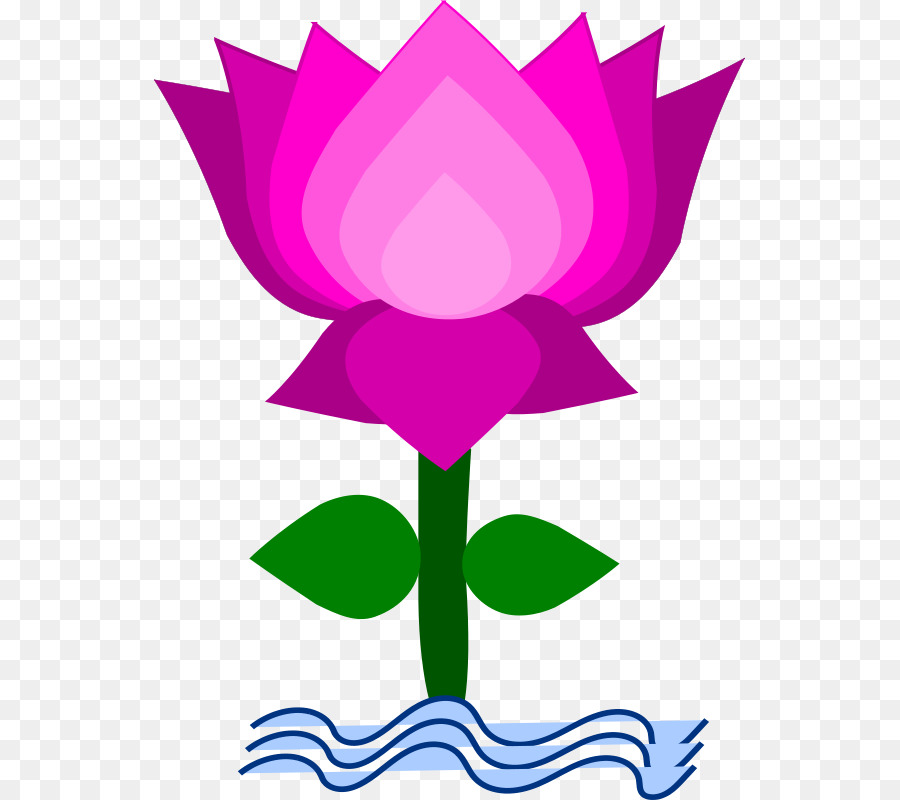 Nelumbo Nucifera，Contenu Gratuit PNG