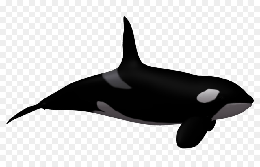 Orque，Baleine PNG