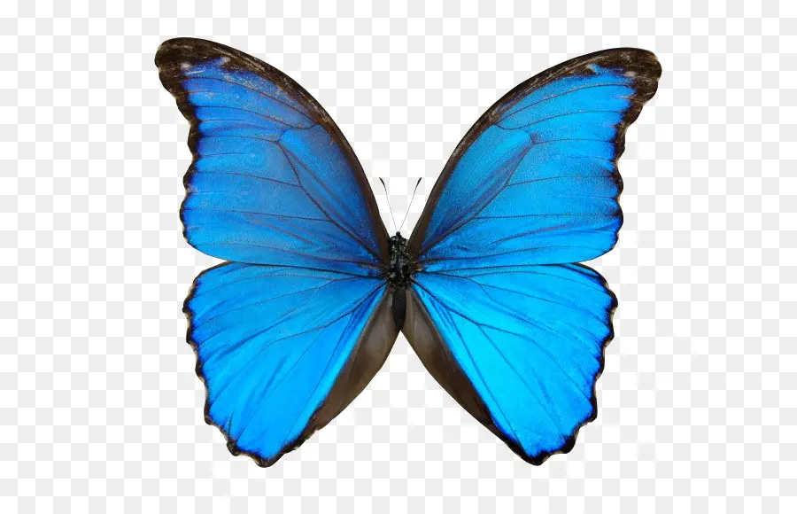 Papillon Bleu，Ailes PNG