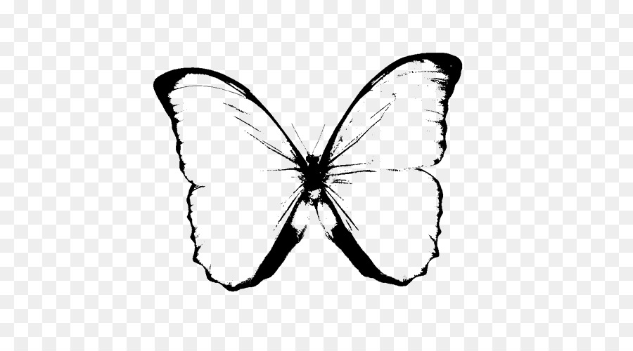 Papillon Noir Et Blanc Dessin Png Papillon Noir Et Blanc Dessin Transparentes Png Gratuit