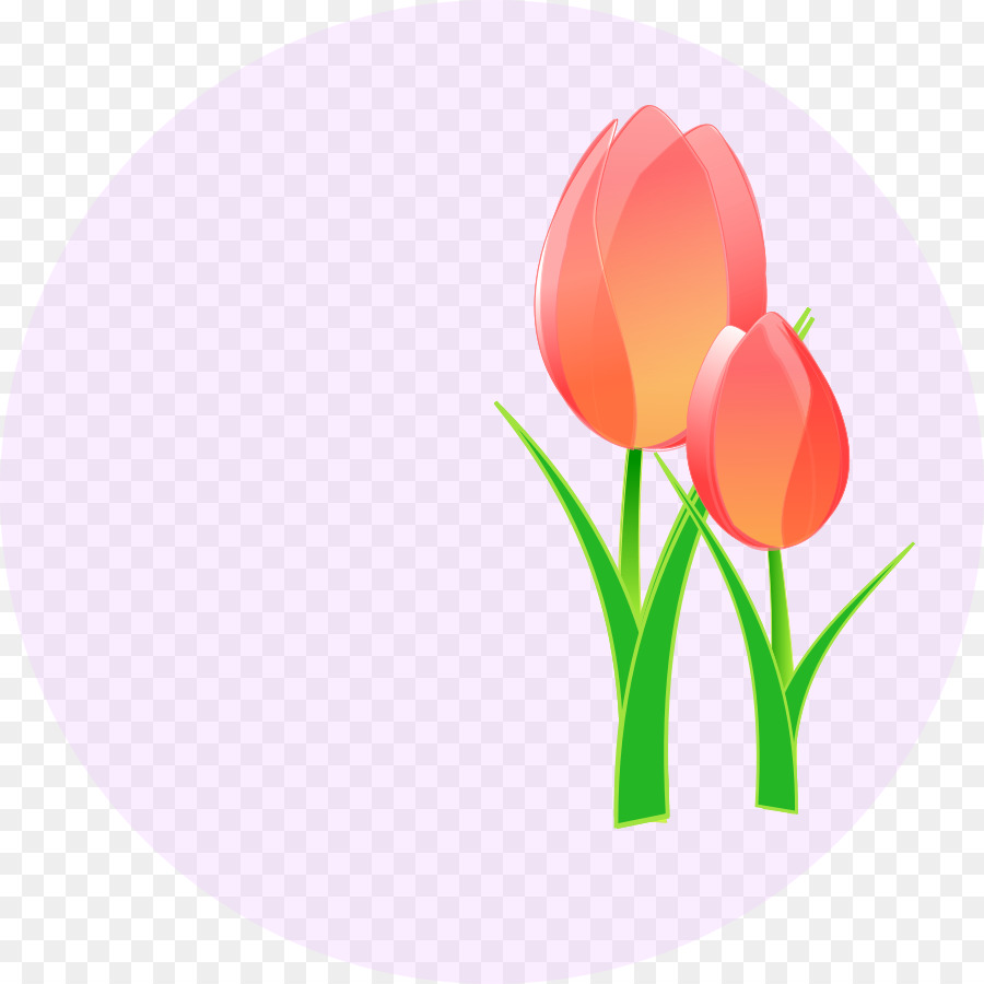 Tulipes，Floraison PNG