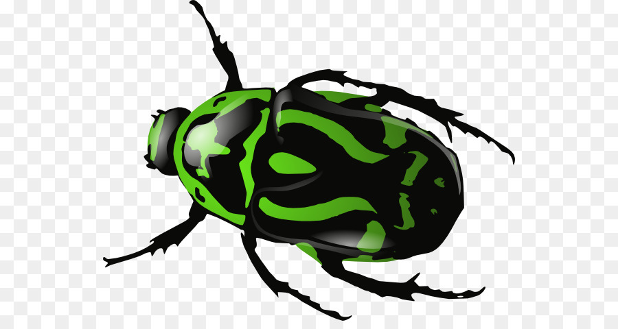 Coléoptère Vert，Insecte PNG