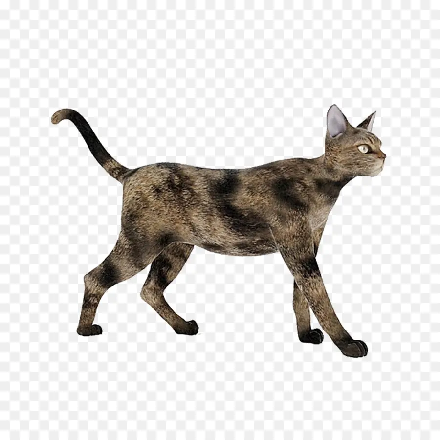 Chat，Animal De Compagnie PNG