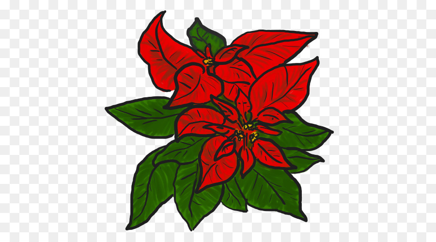 Poinsettia，Contenu Gratuit PNG