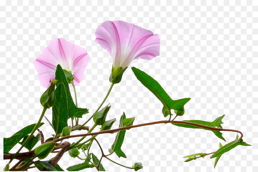 Fleurs De Gloire Du Matin，Vigne PNG