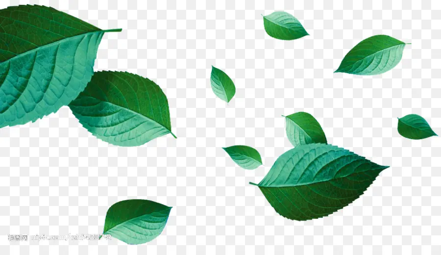 Feuilles Vertes，Feuillage PNG