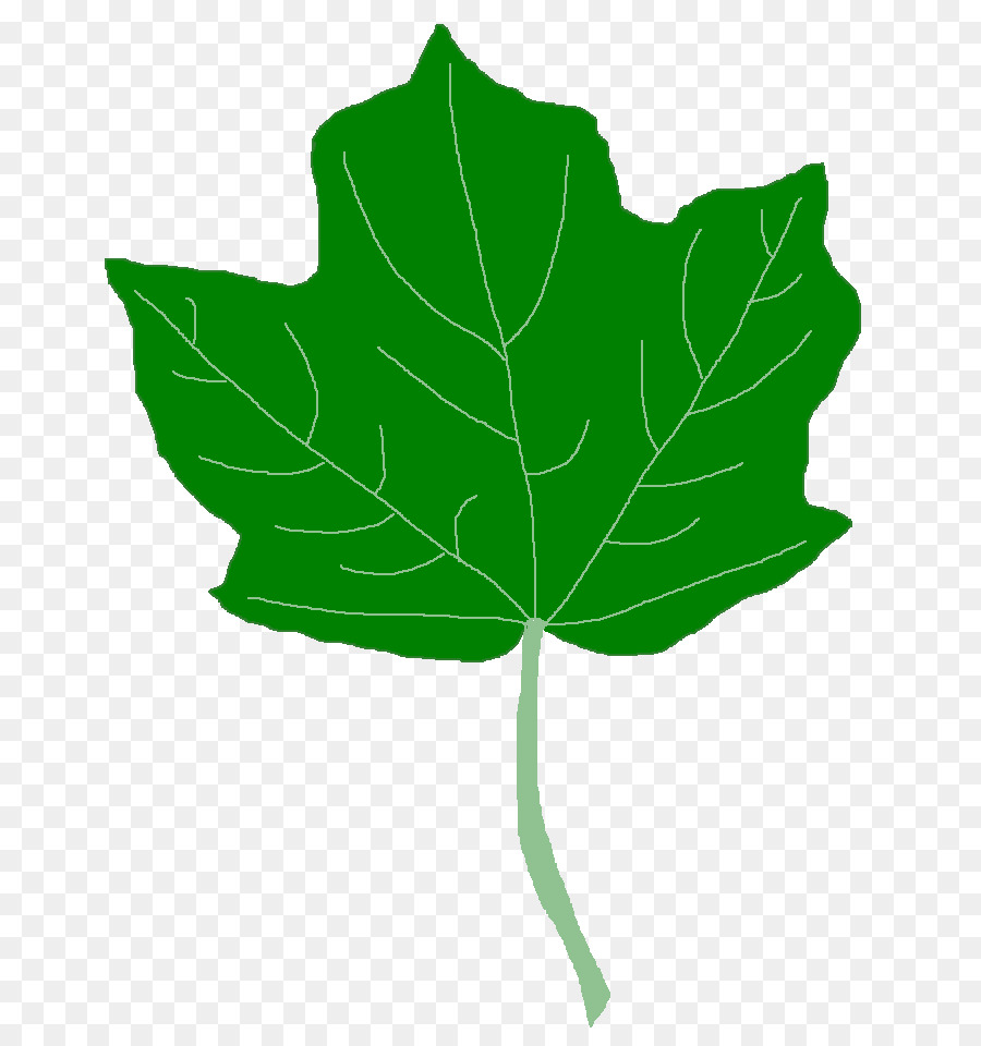 Feuille Verte，Usine PNG