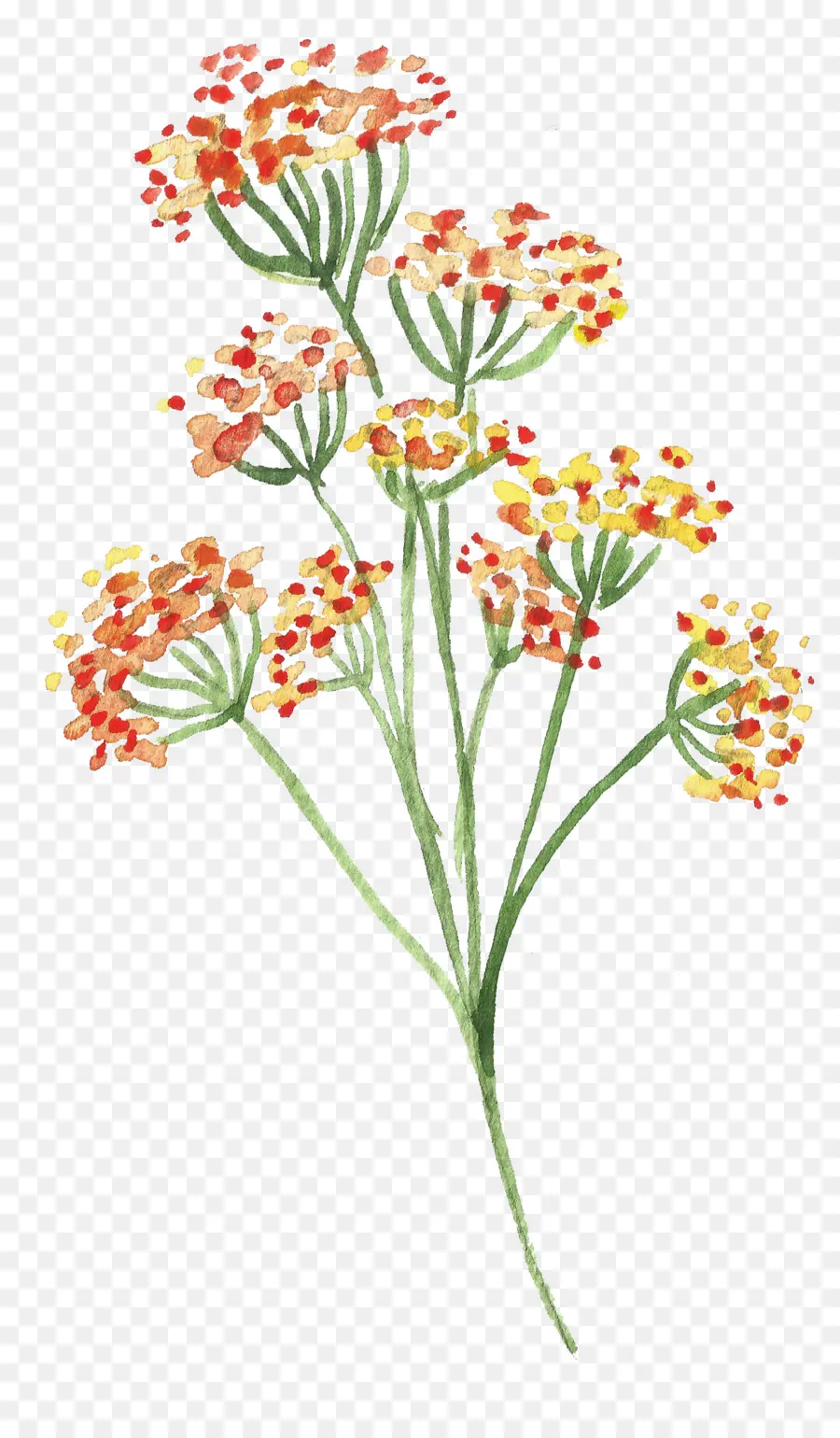 Fleurs，Plantes PNG