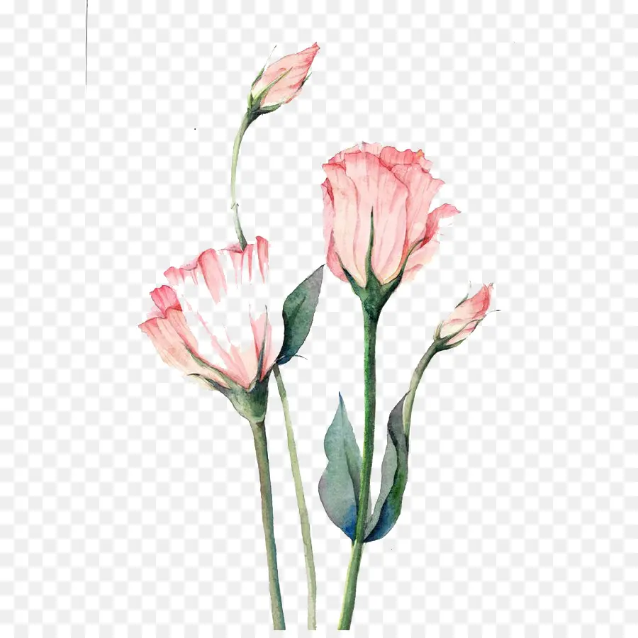 Fleurs Aquarelles，Rose PNG