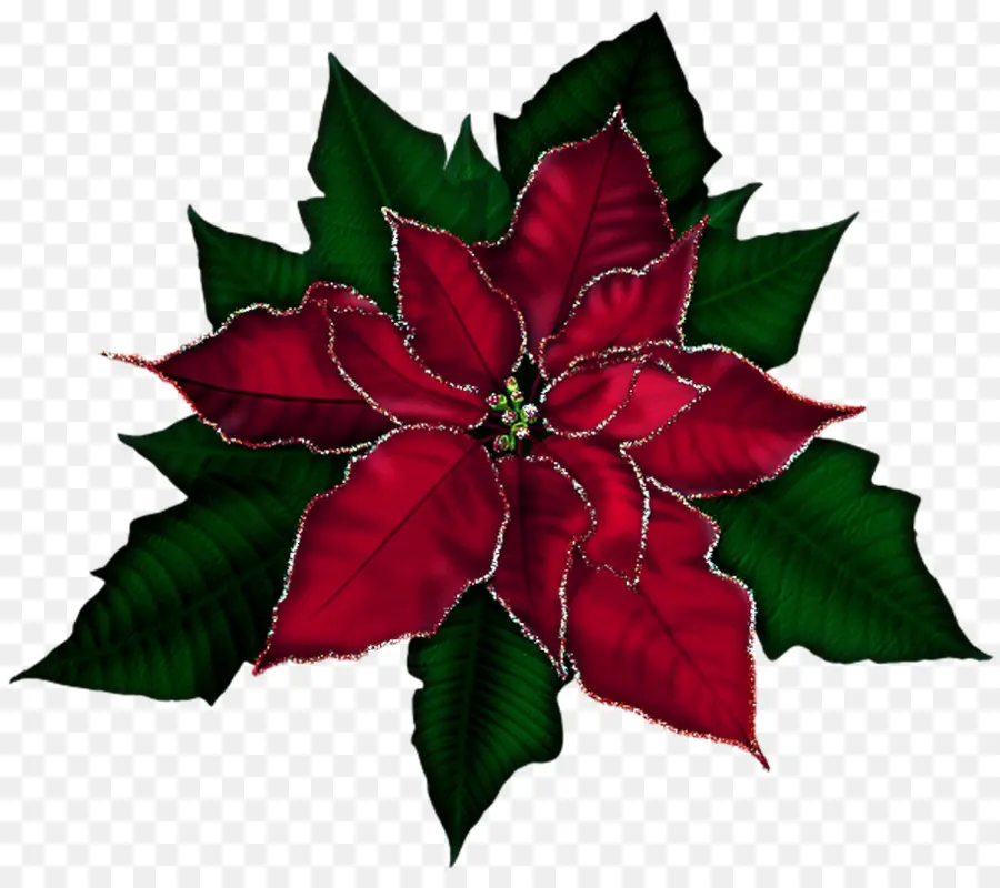 Poinsettia，Fleur PNG